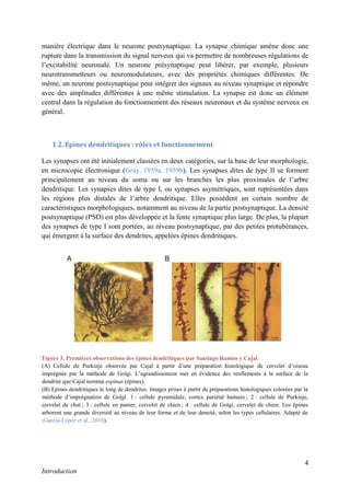 4
Introduction
manière électrique dans le neurone postsynaptique. La synapse chimique amène donc une
rupture dans la transmission du signal nerveux qui va permettre de nombreuses régulations de
l’excitabilité neuronale. Un neurone présynaptique peut libérer, par exemple, plusieurs
neurotransmetteurs ou neuromodulateurs, avec des propriétés chimiques différentes. De
même, un neurone postsynaptique peut intégrer des signaux au niveau synaptique et répondre
avec des amplitudes différentes à une même stimulation. La synapse est donc un élément
central dans la régulation du fonctionnement des réseaux neuronaux et du système nerveux en
général.
1.2. Epines dendritiques : rôles et fonctionnement
Les synapses ont été initialement classées en deux catégories, sur la base de leur morphologie,
en microcopie électronique (Gray, 1959a, 1959b). Les synapses dites de type II se forment
principalement au niveau du soma ou sur les branches les plus proximales de l’arbre
dendritique. Les synapses dites de type I, ou synapses asymétriques, sont représentées dans
les régions plus distales de l’arbre dendritique. Elles possèdent un certain nombre de
caractéristiques morphologiques, notamment au niveau de la partie postsynaptique. La densité
postsynaptique (PSD) est plus développée et la fente synaptique plus large. De plus, la plupart
des synapses de type I sont portées, au niveau postsynaptique, par des petites protubérances,
qui émergent à la surface des dendrites, appelées épines dendritiques.
Figure 3. Premières observations des épines dendritiques par Santiago Ramón y Cajal
(A) Cellule de Purkinje observée par Cajal à partir d’une préparation histologique de cervelet d’oiseau
imprégnée par la méthode de Golgi. L’agrandissement met en évidence des renflements à la surface de la
dendrite que Cajal nomma espinas (épines).
(B) Epines dendritiques le long de dendrites. Images prises à partir de préparations histologiques colorées par la
méthode d’imprégnation de Golgi. 1 : cellule pyramidale, cortex pariétal humain ; 2 : cellule de Purkinje,
cervelet de chat ; 3 : cellule en panier, cervelet de chien ; 4 : cellule de Golgi, cervelet de chien. Les épines
arborent une grande diversité au niveau de leur forme et de leur densité, selon les types cellulaires. Adapté de
(García-López et al., 2010).
 