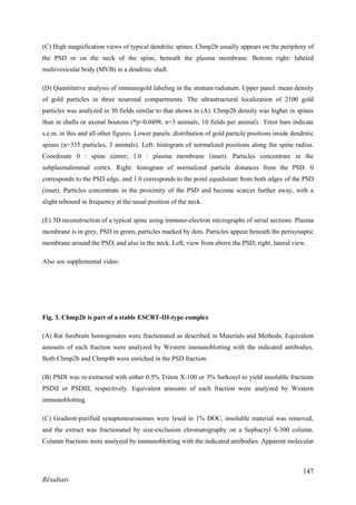 147
Résultats
(C) High magnification views of typical dendritic spines. Chmp2b usually appears on the periphery of
the PSD or on the neck of the spine, beneath the plasma membrane. Bottom right: labeled
multivesicular body (MVB) in a dendritic shaft.
(D) Quantitative analysis of immunogold labeling in the stratum radiatum. Upper panel: mean density
of gold particles in three neuronal compartments. The ultrastructural localization of 2100 gold
particles was analyzed in 30 fields similar to that shown in (A). Chmp2b density was higher in spines
than in shafts or axonal boutons (*p=0.0498, n=3 animals, 10 fields per animal). Error bars indicate
s.e.m. in this and all other figures. Lower panels: distribution of gold particle positions inside dendritic
spines (n=335 particles, 3 animals). Left: histogram of normalized positions along the spine radius.
Coordinate 0 : spine center; 1.0 : plasma membrane (inset). Particles concentrate in the
subplasmalemmal cortex. Right: histogram of normalized particle distances from the PSD. 0
corresponds to the PSD edge, and 1.0 corresponds to the point equidistant from both edges of the PSD
(inset). Particles concentrate in the proximity of the PSD and become scarcer further away, with a
slight rebound in frequency at the usual position of the neck.
(E) 3D reconstruction of a typical spine using immuno-electron micrographs of serial sections. Plasma
membrane is in grey, PSD in green, particles marked by dots. Particles appear beneath the perisynaptic
membrane around the PSD, and also in the neck. Left, view from above the PSD; right, lateral view.
Also see supplemental video.
Fig. 3. Chmp2b is part of a stable ESCRT-III-type complex
(A) Rat forebrain homogenates were fractionated as described in Materials and Methods. Equivalent
amounts of each fraction were analyzed by Western immunoblotting with the indicated antibodies.
Both Chmp2b and Chmp4b were enriched in the PSD fraction.
(B) PSDI was re-extracted with either 0.5% Triton X-100 or 3% Sarkosyl to yield insoluble fractions
PSDII or PSDIII, respectively. Equivalent amounts of each fraction were analyzed by Western
immunoblotting.
(C) Gradient-purified synaptoneurosomes were lysed in 1% DOC, insoluble material was removed,
and the extract was fractionated by size-exclusion chromatography on a Sephacryl S-300 column.
Column fractions were analyzed by immunoblotting with the indicated antibodies. Apparent molecular
 