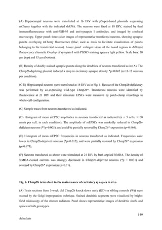 149
Résultats
(A) Hippocampal neurons were transfected at 16 DIV with pSuper-based plasmids expressing
mCherry together with the indicated shRNA. The neurons were fixed at 18 DIV, stained by dual
immunofluorescence with anti-PSD-95 and anti-synapsin I antibodies, and imaged by confocal
microscopy. Upper panel: three-color images of representative transfected neurons, showing synaptic
puncta overlaying mCherry fluorescence (blue; used as mask to facilitate visualization of puncta
belonging to the transfected neuron). Lower panel: enlarged views of the boxed regions in different
fluorescence channels. Overlap of synapsin I with PSD95 staining appears light yellow. Scale bars: 50
µm (top) and 15 µm (bottom).
(B) Density of doubly stained synaptic puncta along the dendrites of neurons transfected as in (A). The
Chmp2b-depleting plasmid induced a drop in excitatory synapse density *p=0.045 (n=11-12 neurons
per condition).
(C-E) Hippocampal neurons were transfected at 18 DIV as in Fig. 5. Rescue of the Chmp2b deficiency
was performed by co-expressing wild-type Chmp2b*. Transfected neurons were identified by
fluorescence at 21 DIV and their miniature EPSCs were measured by patch-clamp recordings in
whole-cell configuration.
(C) Sample traces from neurons transfected as indicated.
(D) Histogram of mean mEPSC amplitudes in neurons transfected as indicated (n = 5 cells, >100
minis per cell, in each condition). The amplitude of mEPSCs was markedly reduced in Chmp2b-
deficient neurons (**p=0.005), and could be partially restored by Chmp2b* expression (p=0.669).
(E) Histogram of mean mEPSC frequencies in neurons transfected as indicated. Frequencies were
lower in Chmp2b-deprived neurons (*p=0.012), and were partially restored by Chmp2b* expression
(p=0.673).
(F) Neurons transfected as above were stimulated at 21 DIV by bath-applied NMDA. The density of
NMDA-evoked currents was strongly decreased in Chmp2b-deprived neurons (*p = 0.031) and
restored by Chmp2b* expression (p=0.71).
Fig. 6. Chmp2b is involved in the maintenance of excitatory synapses in vivo
(A) Brain sections from 5-week old Chmp2b knock-down mice (KD) or sibling controls (Wt) were
stained by the Golgi impregnation technique. Stained dendritic segments were visualized by bright-
field microscopy of the stratum radiatum. Panel shows representative images of dendritic shafts and
spines in both genotypes.
 