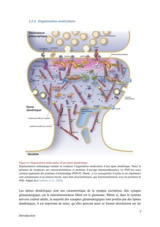 7
Introduction
1.2.2. Organisation moléculaire
Les épines dendritiques sont une caractéristique de la synapse excitatrice, dite synapse
glutamatergique, car le neurotransmetteur libéré est le glutamate. Même si, dans le système
nerveux central adulte, la majorité des synapses glutamatergiques sont portées par des épines
dendritiques, il est important de noter, qu’elles peuvent aussi se former directement sur les
Figure 6. Organisation moléculaire d’une épine dendritique
Représentation schématique mettant en évidence l’organisation moléculaire d’une épine dendritique. Notez la
présence de récepteurs aux neurotransmetteurs et protéines d’ancrage transmembranaires. La PSD (en rose)
contient également des protéines d’échafaudage (PSD-95, Shank...). Le cytosquelette d’actine et ses régulateurs
sont omniprésents et en relation étroite, aussi bien structurellement, que fonctionnellement, avec les protéines la
PSD. Adapté de (Calabrese et al., 2006).
 