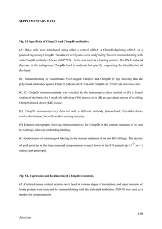 160
Résultats
SUPPLEMENTARY DATA
Fig. S1 Specificity of Chmp2b and Chmp4b antibodies
(A) HeLa cells were transfected using either a control siRNA, a Chmp4b-depleting siRNA, or a
plasmid expressing Chmp4b. Transfected cell lysates were analyzed by Western immunoblotting with
anti-Chmp4b antibody (Abcam ab105767). Actin was used as a loading control. The RNAi-induced
decrease in the endogenous Chmp4b band is moderate but specific, supporting the identification of
this band.
(B) Immunoblotting of recombinant MBP-tagged Chmp2b and Chmp4b (5 ng) showing that the
polyclonal antibodies against Chmp2b (Abcam ab33174) and Chmp4b (ab105767) do not cross-react.
(C, D) Chmp2b immunoreactivity was revealed by the immunoperoxidase method in (C) a frontal
section of the brain of a 5 week-old wild-type (Wt) mouse, or in (D) an equivalent section of a sibling
Chmp2b Knock-down (KD) mouse.
(E) Chmp2b immunoreactivity detected with a different antibody (monoclonal, Covalab) shows
similar distribution, but with weaker staining intensity.
(F) Electron micrographs showing immunoreactivity for Chmp2b in the stratum radiatum of wt and
KD siblings, after pre-embedding labeling.
(G) Quantitation of immunogold labeling in the stratum radiatum of wt and KD siblings. The density
of gold particles in the three neuronal compartments is much lower in the KD animals (p<10
-5
, n = 3
animals per genotype).
Fig. S2. Expression and localization of Chmp2b is neurons
(A) Cultured mouse cortical neurons were lysed at various stages of maturation, and equal amounts of
lysate protein were analyzed by immunoblotting with the indicated antibodies. PSD-95 was used as a
marker for synaptogenesis.
 
