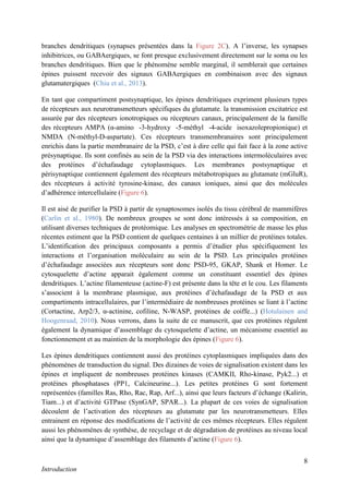 8
Introduction
branches dendritiques (synapses présentées dans la Figure 2C). A l’inverse, les synapses
inhibitrices, ou GABAergiques, se font presque exclusivement directement sur le soma ou les
branches dendritiques. Bien que le phénomène semble marginal, il semblerait que certaines
épines puissent recevoir des signaux GABAergiques en combinaison avec des signaux
glutamatergiques (Chiu et al., 2013).
En tant que compartiment postsynaptique, les épines dendritiques expriment plusieurs types
de récepteurs aux neurotransmetteurs spécifiques du glutamate. la transmission excitatrice est
assurée par des récepteurs ionotropiques ou récepteurs canaux, principalement de la famille
des récepteurs AMPA (α-amino -3-hydroxy -5-méthyl -4-acide isoxazolepropionique) et
NMDA (N-méthyl-D-aspartate). Ces récepteurs transmembranaires sont principalement
enrichis dans la partie membranaire de la PSD, c’est à dire celle qui fait face à la zone active
présynaptique. Ils sont confinés au sein de la PSD via des interactions intermoléculaires avec
des protéines d’échafaudage cytoplasmiques. Les membranes postsynaptique et
périsynaptique contiennent également des récepteurs métabotropiques au glutamate (mGluR),
des récepteurs à activité tyrosine-kinase, des canaux ioniques, ainsi que des molécules
d’adhérence intercellulaire (Figure 6).
Il est aisé de purifier la PSD à partir de synaptosomes isolés du tissu cérébral de mammifères
(Carlin et al., 1980). De nombreux groupes se sont donc intéressés à sa composition, en
utilisant diverses techniques de protéomique. Les analyses en spectrométrie de masse les plus
récentes estiment que la PSD contient de quelques centaines à un millier de protéines totales.
L’identification des principaux composants a permis d’étudier plus spécifiquement les
interactions et l’organisation moléculaire au sein de la PSD. Les principales protéines
d’échafaudage associées aux récepteurs sont donc PSD-95, GKAP, Shank et Homer. Le
cytosquelette d’actine apparait également comme un constituant essentiel des épines
dendritiques. L’actine filamenteuse (actine-F) est présente dans la tête et le cou. Les filaments
s’associent à la membrane plasmique, aux protéines d’échafaudage de la PSD et aux
compartiments intracellulaires, par l’intermédiaire de nombreuses protéines se liant à l’actine
(Cortactine, Arp2/3, α-actinine, cofiline, N-WASP, protéines de coiffe...) (Hotulainen and
Hoogenraad, 2010). Nous verrons, dans la suite de ce manuscrit, que ces protéines régulent
également la dynamique d’assemblage du cytosquelette d’actine, un mécanisme essentiel au
fonctionnement et au maintien de la morphologie des épines (Figure 6).
Les épines dendritiques contiennent aussi des protéines cytoplasmiques impliquées dans des
phénomènes de transduction du signal. Des dizaines de voies de signalisation existent dans les
épines et impliquent de nombreuses protéines kinases (CAMKII, Rho-kinase, Pyk2...) et
protéines phosphatases (PP1, Calcineurine...). Les petites protéines G sont fortement
représentées (familles Ras, Rho, Rac, Rap, Arf...), ainsi que leurs facteurs d’échange (Kalirin,
Tiam...) et d’activité GTPase (SynGAP, SPAR...). La plupart de ces voies de signalisation
découlent de l’activation des récepteurs au glutamate par les neurotransmetteurs. Elles
entrainent en réponse des modifications de l’activité de ces mêmes récepteurs. Elles régulent
aussi les phénomènes de synthèse, de recyclage et de dégradation de protéines au niveau local
ainsi que la dynamique d’assemblage des filaments d’actine (Figure 6).
 