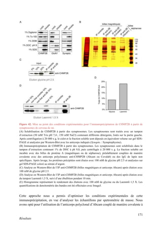 171
Résultats
Cette approche nous a permis d’optimiser les conditions expérimentales de cette
immunoprécipitation, en vue d’analyser les échantillons par spetrométrie de masse. Nous
avons opté pour l’utilisation de l’anticorps polyclonal d’Abcam couplé de manière covalente à
Figure 42. Mise au point des conditions expérimentales pour l’immunoprécipitation de CHMP2B à partir de
synaptosomes de cerveau de rat.
(A) Solubilisation de CHMP2B à partir des synaptosomes. Les synaptosomes sont traités avec un tampon
d’extraction (50 mM Tris pH 7,4 ; 150 mM NaCl) contenant différents détergents, listés sur la partie gauche.
Après centrifugation à 20 000 x g, le culot et la fraction soluble sont déposés en équivalent volume sur gel SDS-
PAGE et analysées par Western-Blot avec les anticorps indiqués (Synapto. : Synaptophysine).
(B) Immunoprécipitation de CHMP2B à partir des synaptosomes. Les synaptosomes sont solubilisés dans le
tampon d’extraction contenant 1% de DOC à ph 9,0, puis centrifugés à 20 000 x g. La fraction soluble est
incubée avec des billes de protéine A (magnétiques ou de sépharose), préalablement couplées de manière
covalente avec des anticorps polyclonaux anti-CHMP2B (Abcam ou Covalab) ou des IgG de lapin non
spécifiques. Après lavage, les protéines précipitées sont éluées avec 100 mM de glycine pH 2.5 et analysées sur
gel SDS-PAGE coloré au nitrate d’argent.
(C) Analyse en Western-Blot de l’IP anti-CHMP2B (billes magnétiques et anticorps Abcam) après élution avec
100 mM de glycine pH 2.5.
(D) Analyse en Western-Blot de l’IP anti-CHMP2B (billes magnétiques et anticorps Abcam) après élution avec
du tampon Laemmli 1,5 X, suivi d’une ébullition pendant 10 min.
(E) Histogramme représentant le rendement des élutions avec 100 mM de glycine ou du Laemmli 1,5 X. Les
quantifications de densitométrie des bandes ont été effectuées avec ImageJ.
 