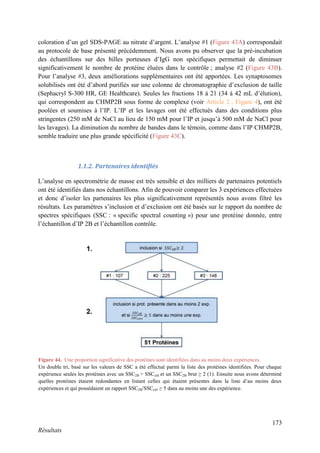 173
Résultats
coloration d’un gel SDS-PAGE au nitrate d’argent. L’analyse #1 (Figure 43A) correspondait
au protocole de base présenté précédemment. Nous avons pu observer que la pré-incubation
des échantillons sur des billes porteuses d’IgG non spécifiques permettait de diminuer
significativement le nombre de protéine éluées dans le contrôle ; analyse #2 (Figure 43B).
Pour l’analyse #3, deux améliorations supplémentaires ont été apportées. Les synaptosomes
solubilisés ont été d’abord purifiés sur une colonne de chromatographie d’exclusion de taille
(Sephacryl S-300 HR, GE Healthcare). Seules les fractions 18 à 21 (34 à 42 mL d’élution),
qui correspondent au CHMP2B sous forme de complexe (voir Article 2 ; Figure 4), ont été
poolées et soumises à l’IP. L’IP et les lavages ont été effectués dans des conditions plus
stringentes (250 mM de NaCl au lieu de 150 mM pour l’IP et jusqu’à 500 mM de NaCl pour
les lavages). La diminution du nombre de bandes dans le témoin, comme dans l’IP CHMP2B,
semble traduire une plus grande spécificité (Figure 43C).
1.1.2. Partenaires identifiés
L’analyse en spectrométrie de masse est très sensible et des milliers de partenaires potentiels
ont été identifiés dans nos échantillons. Afin de pouvoir comparer les 3 expériences effectuées
et donc d’isoler les partenaires les plus significativement représentés nous avons filtré les
résultats. Les paramètres s’inclusion et d’exclusion ont été basés sur le rapport du nombre de
spectres spécifiques (SSC : « specific spectral counting ») pour une protéine donnée, entre
l’échantillon d’IP 2B et l’échantillon contrôle.
Figure 44. Une proportion significative des protéines sont identifiées dans au moins deux expériences.
Un double tri, basé sur les valeurs de SSC a été effectué parmi la liste des protéines identifiées. Pour chaque
expérience seules les protéines avec un SSC2B > SSCctrl et un SSC2B brut ≥ 2 (1). Ensuite nous avons déterminé
quelles protéines étaient redondantes en listant celles qui étaient présentes dans la liste d’au moins deux
expériences et qui possédaient un rapport SSC2B/SSCctrl ≥ 5 dans au moins une des expérience.
 