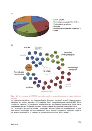 176
Résultats
Figure 45. Les partenaires de CHMP2B peuvent être classés en groupes fonctionnels ou grandes familles de
protéines
(A) Les protéines du tableau 8 sont classées en fonction des groupes fonctionnels auxquels elles appartiennent.
La majorité des protéines identifiées (63%) se classent dans 3 groupes fonctionnels : famille ESCRT (20%),
cytosquelette d’actine (25%), récepteurs et protéines d’ancrage spécifiques de la post-synapse (18%). Peu de
protéines identifiées sont directement impliquées dans le remodelage des membranes intracellulaires (8%).
(B) Vision détaillée des différents groupes. Les complexes protéiques connus sont indiqués en gris et les liens
entre protéines correspondent aux interactions validées dans la littérature. Nous pouvons distinguer le complexe
ESCRT-III (7 sous-unités), et les complexes de remodelage du cytosquelette WASH et ARP2/3.
 