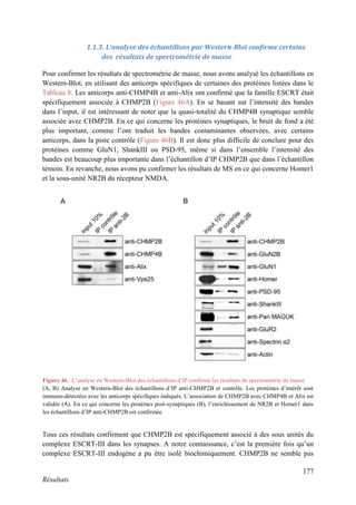 177
Résultats
1.1.3. L’analyse des échantillons par Western-Blot confirme certains
des résultats de spectrométrie de masse
Pour confirmer les résultats de spectrométrie de masse, nous avons analysé les échantillons en
Western-Blot, en utilisant des anticorps spécifiques de certaines des protéines listées dans le
Tableau 8. Les anticorps anti-CHMP4B et anti-Alix ont confirmé que la famille ESCRT était
spécifiquement associée à CHMP2B (Figure 46A). En se basant sur l’intensité des bandes
dans l’input, il est intéressant de noter que la quasi-totalité du CHMP4B synaptique semble
associée avec CHMP2B. En ce qui concerne les protéines synaptiques, le bruit de fond a été
plus important, comme l’ont traduit les bandes contaminantes observées, avec certains
anticorps, dans la piste contrôle (Figure 46B). Il est donc plus difficile de conclure pour des
protéines comme GluN1, ShankIII ou PSD-95, même si dans l’ensemble l’intensité des
bandes est beaucoup plus importante dans l’échantillon d’IP CHMP2B que dans l’échantillon
témoin. En revanche, nous avons pu confirmer les résultats de MS en ce qui concerne Homer1
et la sous-unité NR2B du récepteur NMDA.
Tous ces résultats confirment que CHMP2B est spécifiquement associé à des sous unités du
complexe ESCRT-III dans les synapses. A notre connaissance, c’est la première fois qu’un
complexe ESCRT-III endogène a pu être isolé biochimiquement. CHMP2B ne semble pas
Figure 46. L’analyse en Western-Blot des échantillons d’IP confirme les résultats de spectrométrie de masse.
(A, B) Analyse en Western-Blot des échantillons d’IP anti-CHMP2B et contrôle. Les protéines d’intérêt sont
immuno-détectées avec les anticorps spécifiques indiqués. L’association de CHMP2B avec CHMP4B et Alix est
validée (A). En ce qui concerne les protéines post-synaptiques (B), l’enrichissement de NR2B et Homer1 dans
les échantillons d’IP anti-CHMP2B est confirmée.
 