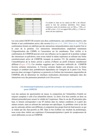 180
Résultats
Les sous-unités ESCRT-III existent sous deux conformations, une conformation inactive, dite
fermée et une conformation active, dite ouverte (Bajorek et al., 2009; Shim et al., 2007). La
conformation fermée est stabilisée par des interactions intramoléculaires entre la partie Cter et
le cœur de la protéine. Ces interactions intramoléculaires empêchent notamment
l’oligomérisation des CHMPs et l’association sur les membranes. Pour vérifier si la
conformation de CHMP2B pouvait avoir une influence sur la capacité de la protéine à piéger
des interacteurs en pull-down, nous avons réalisé la même expérience en utilisant une forme
constitutivement active de CHMP2B, tronquée en position 153. De manière intéressante,
l’immobilisation de la forme activée a permis d’obtenir un profil d’élution sensiblement
différent (Figure 47C). Ces résultats suggèrent que l’activation artificielle de CHMP2B
favorise certaines interactions. A l’inverse certaines bandes sont absentes avec la forme
tronquée et semblent donc probablement dépendantes de l’intégrité de la partie Cter. Nous
pouvons donc envisager d’optimiser ce protocole et d’utiliser des troncatures séquentielles de
CHMP2B, afin de déterminer les interfaces moléculaires directement impliquées dans des
interactions avec des partenaires potentiels (voir Discussion).
3.4. Immunoprécipitation à partir de cerveaux de souris knockdown
pour CHMP2B
Lors des analyses de spectrométrie de masse, la composition de l’échantillon d’intérêt est
toujours comparée à celle d’un échantillon témoin. Le choix d’un bon contrôle est donc un
élément primordial pour assurer la validité de l’expérience. Dans le cas des IP présentées plus
haut, le témoin correspondait à une IP réalisée dans les mêmes conditions et à partir des
mêmes extraits, mais en utilisant des anticorps non spécifiques. Le problème vient ici du fait
que les anticorps utilisés sont différents et comportent leur propre bruit de fond associé, ce qui
se traduit par des faux-positifs en MS. Dans le but d’affiner nos résultats de protéomique,
nous avons donc réalisé une expérience d’immunoprécipitation à partir de synaptosomes de
souris déficientes ou non en CHMP2B.
Tableau 9. Nombre de peptides spécifiques identifiés pour chaque protéine
Un double tri, basé sur les valeurs de SSC a été effectué
parmi la liste des protéines identifiées. Pour chaque
expérience seules les protéines avec un SSC2B > SSCctrl et
un SSC2B brut ≥ 2 (1). un rapport SSC2B/SSCctrl ≥ 5 dans au
moins une des expérience.
 