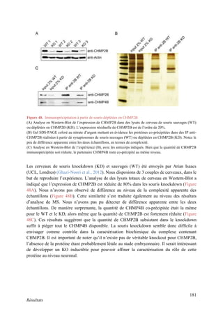 181
Résultats
Les cerveaux de souris knockdown (KD) et sauvages (WT) été envoyés par Arian Isaacs
(UCL, Londres) (Ghazi-Noori et al., 2012). Nous disposions de 3 couples de cerveaux, dans le
but de reproduire l’expérience. L’analyse de des lysats totaux de cerveau en Western-Blot a
indiqué que l’expression de CHMP2B est réduite de 80% dans les souris knockdown (Figure
48A). Nous n’avons pas observé de différence au niveau de la complexité apparente des
échantillons (Figure 48B). Cette similarité s’est traduite également au niveau des résultats
d’analyse de MS. Nous n’avons pas pu détecter de différence apparente entre les deux
échantillons. De manière surprenante, la quantité de CHMP4B co-précipitée était la même
pour le WT et le KD, alors même que la quantité de CHMP2B est fortement réduite (Figure
48C). Ces résultats suggèrent que la quantité de CHMP2B subsistant dans le knockdown
suffit à piéger tout le CHMP4B disponible. La souris knockdown semble donc difficile à
envisager comme contrôle dans la caractérisation biochimique du complexe contenant
CHMP2B. Il est important de noter qu’il n’existe pas de véritable knockout pour CHMP2B,
l’absence de la protéine étant probablement létale au stade embryonnaire. Il serait intéressant
de développer un KO inductible pour pouvoir affiner la caractérisation du rôle de cette
protéine au niveau neuronal.
Figure 48. Immunoprécipitation à partir de souris déplétées en CHMP2B
(A) Analyse en Western-Blot de l’expression de CHMP2B dans des lysats de cerveau de souris sauvages (WT)
ou déplétées en CHMP2B (KD). L’expression résiduelle de CHMP2B est de l’ordre de 20%.
(B) Gel SDS-PAGE coloré au nitrate d’argent mettant en évidence les protéines co-précipitées dans des IP anti-
CHMP2B réalisées à partir de synaptosomes de souris sauvages (WT) ou déplétées en CHMP2B (KD). Notez le
peu de différence apparente entre les deux échantillons, en termes de complexité.
(C) Analyse en Western-Blot de l’expérience (B), avec les anticorps indiqués. Bien que la quantité de CHMP2B
immunoprécipitée soit réduite, le partenaire CHMP4B reste co-précipité au même niveau.
 