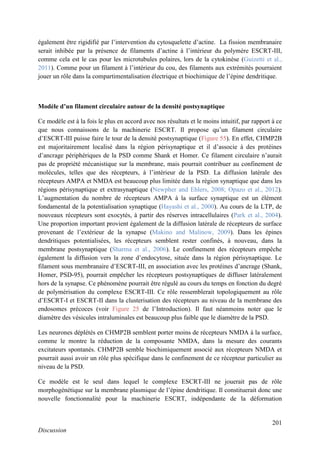 201
Discussion
également être rigidifié par l’intervention du cytosquelette d’actine. La fission membranaire
serait inhibée par la présence de filaments d’actine à l’intérieur du polymère ESCRT-III,
comme cela est le cas pour les microtubules polaires, lors de la cytokinèse (Guizetti et al.,
2011). Comme pour un filament à l’intérieur du cou, des filaments aux extrémités pourraient
jouer un rôle dans la compartimentalisation électrique et biochimique de l’épine dendritique.
Modèle d’un filament circulaire autour de la densité postsynaptique
Ce modèle est à la fois le plus en accord avec nos résultats et le moins intuitif, par rapport à ce
que nous connaissons de la machinerie ESCRT. Il propose qu’un filament circulaire
d’ESCRT-III puisse faire le tour de la densité postsynaptique (Figure 55). En effet, CHMP2B
est majoritairement localisé dans la région périsynaptique et il d’associe à des protéines
d’ancrage périphériques de la PSD comme Shank et Homer. Ce filament circulaire n’aurait
pas de propriété mécanistique sur la membrane, mais pourrait contribuer au confinement de
molécules, telles que des récepteurs, à l’intérieur de la PSD. La diffusion latérale des
récepteurs AMPA et NMDA est beaucoup plus limitée dans la région synaptique que dans les
régions périsynaptique et extrasynaptique (Newpher and Ehlers, 2008; Opazo et al., 2012).
L’augmentation du nombre de récepteurs AMPA à la surface synaptique est un élément
fondamental de la potentialisation synaptique (Hayashi et al., 2000). Au cours de la LTP, de
nouveaux récepteurs sont exocytés, à partir des réserves intracellulaires (Park et al., 2004).
Une proportion important provient également de la diffusion latérale de récepteurs de surface
provenant de l’extérieur de la synapse (Makino and Malinow, 2009). Dans les épines
dendritiques potentialisées, les récepteurs semblent rester confinés, à nouveau, dans la
membrane postsynaptique (Sharma et al., 2006). Le confinement des récepteurs empêche
également la diffusion vers la zone d’endocytose, située dans la région périsynaptique. Le
filament sous membranaire d’ESCRT-III, en association avec les protéines d’ancrage (Shank,
Homer, PSD-95), pourrait empêcher les récepteurs postsynaptiques de diffuser latéralement
hors de la synapse. Ce phénomène pourrait être régulé au cours du temps en fonction du degré
de polymérisation du complexe ESCRT-III. Ce rôle ressemblerait topologiquement au rôle
d’ESCRT-I et ESCRT-II dans la clusterisation des récepteurs au niveau de la membrane des
endosomes précoces (voir Figure 25 de l’Introduction). Il faut néanmoins noter que le
diamètre des vésicules intraluminales est beaucoup plus faible que le diamètre de la PSD.
Les neurones déplétés en CHMP2B semblent porter moins de récepteurs NMDA à la surface,
comme le montre la réduction de la composante NMDA, dans la mesure des courants
excitateurs spontanés. CHMP2B semble biochimiquement associé aux récepteurs NMDA et
pourrait aussi avoir un rôle plus spécifique dans le confinement de ce récepteur particulier au
niveau de la PSD.
Ce modèle est le seul dans lequel le complexe ESCRT-III ne jouerait pas de rôle
morphogénétique sur la membrane plasmique de l’épine dendritique. Il constituerait donc une
nouvelle fonctionnalité pour la machinerie ESCRT, indépendante de la déformation
 