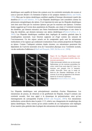 14
Introduction
dendritiques sont capable de former des contacts avec les extrémités terminales des axones et
ceux-ci peuvent aboutir à la formation d’épines et de synapses matures (Dailey and Smith,
1996). Bien que les épines dendritiques semblent capables d’émerger directement à partir des
dendrites (Kwon and Sabatini, 2011), les filopodes dendritiques sont considérés comme les
précurseurs ontogénétiques des épines. Il est important de noter que les filopodes dendritiques
sont émis aussi bien par les neurones épineux que par les neurones non épineux. Certaines
études suggèrent qu’il existe deux populations de filopodes, une située à l’extrémité terminale
des dendrites, qui donnera naissance aux futurs branchements dendritiques et une située le
long des dendrites, qui donnera naissance aux épines dendritiques (Portera-Cailliau et al.,
2003). Les filopodes dendritiques semblent donc impliqués de manière générale dans la
morphogénèse neuronale. Leur fonction supposée est d’agir comme des senseurs de
l’environnement. Un des enjeux actuels est de comprendre quels sont les mécanismes
moléculaires et les signaux qui conduisent à maturation d’une certaine proportion de filopodes
en épines. Comme l’indiquent certaines études récentes, ces mécanismes pourraient être
dépendants de l’activité neuronale et/ou de l’association physique avec l’extrémité axonale,
via des molécules d’adhérence (Ethell and Pasquale, 2005; De Roo et al., 2008).
Les filopodes dendritiques sont principalement constitués d’actine filamenteuse. Les
mécanismes de pousse, de rétraction et de gonflement du filopode, lorsqu’il contacte une
extrémité axonale, font tous appel à la dynamique de polymérisation, ainsi qu’aux
réarrangements du cytosquelette d’actine (Ethell and Pasquale, 2005). Ces mécanismes
moléculaires seront décrits dans la partie 1.3.3, relative aux changements de morphologie des
épines dendritiques. Nous verrons qu’un certain nombre de ces mécanismes sont impliqués
d’une manière plus générale dans la plupart des mécanismes de morphogénèse neuronale.
Figure 10. Les filopodes dendritiques sont
des structures extrêmement motiles dans les
neurones postnataux
Vidéo-microscopie réalisée avec un microscope
biphotonique sur des neurones pyramidaux du
cortex visuel d’une souris âgée de 2 jours. Les
neurones sont marqués avec le marqueur
soluble Alexa-488. Notez que le temps de
demi-vie des filopodes dendritiques est très
restreint, ils ne font qu’apparaitre et de rétracter
durant les 10 min de l’expérience.
Adapté de (Portera-Cailliau et al., 2003).
 