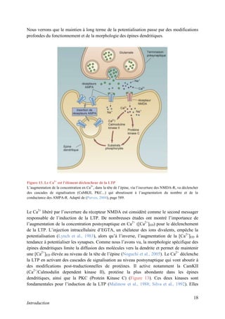 18
Introduction
Nous verrons que le maintien à long terme de la potentialisation passe par des modifications
profondes du fonctionnement et de la morphologie des épines dendritiques.
Le Ca2+
libéré par l’ouverture du récepteur NMDA est considéré comme le second messager
responsable de l’induction de la LTP. De nombreuses études ont montré l’importance de
l’augmentation de la concentration postsynaptique en Ca2+
([Ca2+
]ED) pour le déclenchement
de la LTP. L’injection intracellulaire d’EGTA, un chélateur des ions divalents, empêche la
potentialisation (Lynch et al., 1983), alors qu’à l’inverse, l’augmentation de la [Ca2+
]ED à
tendance à potentialiser les synapses. Comme nous l’avons vu, la morphologie spécifique des
épines dendritiques limite la diffusion des molécules vers la dendrite et permet de maintenir
une [Ca2+
]ED élevée au niveau de la tête de l’épine (Noguchi et al., 2005). Le Ca2+
déclenche
la LTP en activant des cascades de signalisation au niveau postsynaptique qui vont aboutir à
des modifications post-traductionnelles de protéines. Il active notamment la CamKII
(Ca2+
/Calmodulin dependent kinase II), protéine la plus abondante dans les épines
dendritiques, ainsi que la PKC (Protein Kinase C) (Figure 13). Ces deux kinases sont
fondamentales pour l’induction de la LTP (Malinow et al., 1988; Silva et al., 1992). Elles
Figure 13. Le Ca2+
est l’élément déclencheur de la LTP
L’augmentation de la concentration en Ca2+
, dans la tête de l’épine, via l’ouverture des NMDA-R, va déclencher
des cascades de signalisation (CaMKII, PKC...) qui aboutissent à l’augmentation du nombre et de la
conductance des AMPA-R. Adapté de (Purves, 2004), page 589.
 