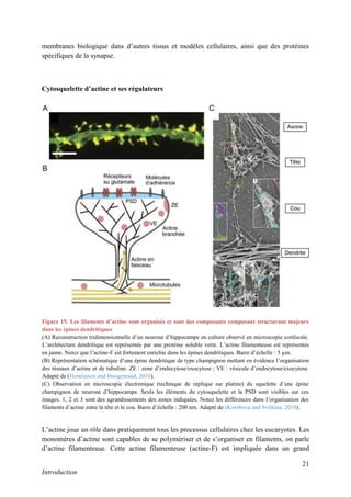 21
Introduction
membranes biologique dans d’autres tissus et modèles cellulaires, ainsi que des protéines
spécifiques de la synapse.
Cytosquelette d’actine et ses régulateurs
L’actine joue un rôle dans pratiquement tous les processus cellulaires chez les eucaryotes. Les
monomères d’actine sont capables de se polymériser et de s’organiser en filaments, on parle
d’actine filamenteuse. Cette actine filamenteuse (actine-F) est impliquée dans un grand
Figure 15. Les filaments d’actine sont organisés et sont des composants composant structurant majeurs
dans les épines dendritiques
(A) Reconstruction tridimensionnelle d’un neurone d’hippocampe en culture observé en microscopie confocale.
L’architecture dendritique est représentée par une protéine soluble verte. L’actine filamenteuse est représentée
en jaune. Notez que l’actine-F est fortement enrichie dans les épines dendritiques. Barre d’échelle : 5 µm.
(B) Représentation schématique d’une épine dendritique de type champignon mettant en évidence l’organisation
des réseaux d’actine et de tubuline. ZE : zone d’endocytose/exocytose ; VE : vésicule d’endocytose/exocytose.
Adapté de (Hotulainen and Hoogenraad, 2010).
(C) Observation en microscopie électronique (technique de réplique sur platine) du squelette d’une épine
champignon de neurone d’hippocampe. Seuls les éléments du cytosquelette et la PSD sont visibles sur ces
images. 1, 2 et 3 sont des agrandissements des zones indiquées. Notez les différences dans l’organisation des
filaments d’actine entre la tête et le cou. Barre d’échelle : 200 nm. Adapté de (Korobova and Svitkina, 2010).
 