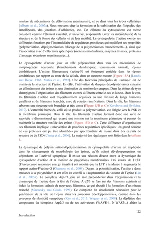 22
Introduction
nombre de mécanismes de déformation membranaire, et ce dans tous les types cellulaires
(Alberts et al., 2007a). Nous pouvons citer la formation et la stabilisation des filopodes, des
lamellipodes, des jonctions d’adhérence, etc. Cet élément du cytosquelette est même
considéré comme l’élément essentiel, et universel, responsable (avec les microtubules) de la
structure et de la forme des cellules et de leur motilité. Le cytosquelette d’actine exerce ses
différentes fonctions par l’intermédiaire de régulateurs protéiques qui modifient ses propriétés
(polymérisation, dépolymérisation, blocage de la polymérisation, branchements...), ainsi que
l’association avec d’effecteurs spécifiques (moteurs moléculaires, enzymes diverses, protéines
d’ancrage, récepteurs membranaires...).
Le cytosquelette d’actine joue un rôle prépondérant dans tous les mécanismes de
morphogenèse neuronale (branchements dendritiques, terminaison axonale, épines
dendritiques). L’actine filamenteuse (actine-F) est fortement enrichie dans les épines
dendritiques par rapport au reste de la cellule, dans un neurone mature (Figure 15A) (Landis
and Reese, 1983; Matus et al., 1982). Une des fonctions principales de l’actine-F est de
maintenir la structure de l’épine. En effet, l’utilisation de drogues dépolymérisantes entraine
un effondrement des épines et une diminution du nombre de synapses. Dans les épines de type
champignon, l’organisation des filaments est très différente entre le cou et la tête. Dans le cou,
les filaments d’actine sont majoritairement organisés en une mixture de longs filaments
parallèles et de filaments branchés, avec de courtes ramifications. Dans la tête, les filaments
arborent une structure très branchée et très dense (Figure 15B et C) (Korobova and Svitkina,
2010). L’extrémité barbelée, celle où se produit la polymérisation, est dirigée vers la PSD et
la membrane plasmique. Dans la tête, les filaments d’actine forment donc une sorte de
squelette tridimensionnel qui exerce une tension sur la membrane plasmique et permet de
maintenir la structure renflée des épines (Figure 15B et C). Cette différence d’organisation
des filaments implique l’intervention de protéines régulatrices spécifiques. Un grand nombre
de ces protéines ont pu être identifiées par spectrométrie de masse dans des extraits de
synapse ou de PSD (Cheng et al., 2006). La majorité des régulateurs sont listés dans le tableau
1.
La dynamique de polymérisation/dépolymérisation du cytosquelette d’actine est impliquée
dans les changements de morphologie des épines, qu’ils soient développementaux ou
dépendants de l’activité synaptique. Il existe une relation directe entre la dynamique du
cytosquelette d’actine et la motilité de projections membranaires. Des études de FRET
(Fluorescence resonance energy transfer) ont montré que la LTP a tendance à augmenter le
rapport actine-F/actine-G (Okamoto et al., 2004). Durant la potentialisation, l’actine a donc
tendance à se polymériser et cet effet est corrélé à l’augmentation du volume de l’épine (Lin
et al., 2005a). Le complexe Arp2/3 joue un rôle prépondérant dans l’organisation et la
dynamique de l’actine dans la tête de l’épine. Arp2/3 se fixe sur des filaments existants et
induit la formation latérale de nouveaux filaments, ce qui aboutit à la formation d’un réseau
branché (Machesky and Gould, 1999). Ce complexe est absolument nécessaire pour le
gonflement de la tête de l’épine dans les processus développementaux, comme dans les
processus de plasticité synaptique (Kim et al., 2013; Wegner et al., 2008). La déplétion des
composants du complexe Arp2/3 ou de ses activateurs (WAVE-1, N-WASP...) altère la
 