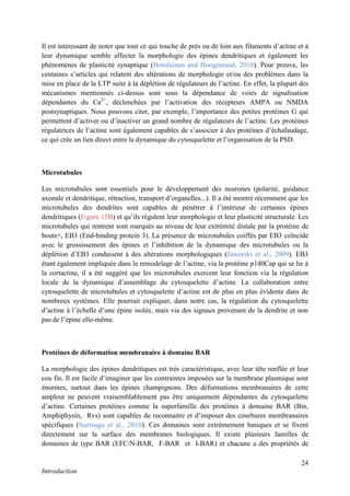 24
Introduction
Il est intéressant de noter que tout ce qui touche de près ou de loin aux filaments d’actine et à
leur dynamique semble affecter la morphologie des épines dendritiques et également les
phénomènes de plasticité synaptique (Hotulainen and Hoogenraad, 2010). Pour preuve, les
centaines s’articles qui relatent des altérations de morphologie et/ou des problèmes dans la
mise en place de la LTP suite à la déplétion de régulateurs de l’actine. En effet, la plupart des
mécanismes mentionnés ci-dessus sont sous la dépendance de voies de signalisation
dépendantes du Ca2+
, déclenchées par l’activation des récepteurs AMPA ou NMDA
postsynaptiques. Nous pouvons citer, par exemple, l’importance des petites protéines G qui
permettent d’activer ou d’inactiver un grand nombre de régulateurs de l’actine. Les protéines
régulatrices de l’actine sont également capables de s’associer à des protéines d’échafaudage,
ce qui crée un lien direct entre la dynamique du cytosquelette et l’organisation de la PSD.
Microtubules
Les microtubules sont essentiels pour le développement des neurones (polarité, guidance
axonale et dendritique, rétraction, transport d’organelles...). Il a été montré récemment que les
microtubules des dendrites sont capables de pénétrer à l’intérieur de certaines épines
dendritiques (Figure 15B) et qu’ils régulent leur morphologie et leur plasticité structurale. Les
microtubules qui rentrent sont marqués au niveau de leur extrémité distale par la protéine de
bouts+, EB3 (End-binding protein 3). La présence de microtubules coiffés par EB3 coïncide
avec le grossissement des épines et l’inhibition de la dynamique des microtubules ou la
déplétion d’EB3 conduisent à des altérations morphologiques (Jaworski et al., 2009). EB3
étant également impliquée dans le remodelage de l’actine, via la protéine p140Cap qui se lie à
la cortactine, il a été suggéré que les microtubules exercent leur fonction via la régulation
locale de la dynamique d’assemblage du cytosquelette d’actine. La collaboration entre
cytosquelette de microtubules et cytosquelette d’actine est de plus en plus évidente dans de
nombreux systèmes. Elle pourrait expliquer, dans notre cas, la régulation du cytosquelette
d’actine à l’échelle d’une épine isolée, mais via des signaux provenant de la dendrite et non
pas de l’épine elle-même.
Protéines de déformation membranaire à domaine BAR
La morphologie des épines dendritiques est très caractéristique, avec leur tête renflée et leur
cou fin. Il est facile d’imaginer que les contraintes imposées sur la membrane plasmique sont
énormes, surtout dans les épines champignons. Des déformations membranaires de cette
ampleur ne peuvent vraisemblablement pas être uniquement dépendantes du cytosquelette
d’actine. Certaines protéines comme la superfamille des protéines à domaine BAR (Bin,
Amphiphysin, Rvs) sont capables de reconnaitre et d’imposer des courbures membranaires
spécifiques (Suetsugu et al., 2010). Ces domaines sont extrêmement basiques et se fixent
directement sur la surface des membranes biologiques. Il existe plusieurs familles de
domaines de type BAR (EFC/N-BAR, F-BAR et I-BAR) et chacune a des propriétés de
 