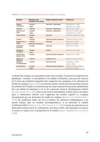 29
Introduction
La densité des synapses est le paramètre le plus facile à évaluer. En prenant l’exemple de trois
pathologies : l’autisme, la schizophrénie et la maladie d’Alzheimer, nous pouvons observer
qu’il existe une corrélation temporelle entre l’apparition des symptômes et les altérations du
nombre de synapses (Figure 16). Le cerveau des autistes, comme celui des personnes atteintes
du syndrome du X fragile, est caractérisé par une hyper-connectivité neuronale, probablement
dû à des défauts de maturation et de tri des connexions durant le développement cérébral
(Geschwind and Levitt, 2007). Pour ce qui est de la schizophrénie, la perte massive de matière
grise à l’adolescence coïncide avec l’apparition des troubles cognitifs et s’explique
principalement par une diminution du nombre de synapses (Selemon and Goldman-Rakic,
1999). De nombreuses études ont mis en évidence des altérations morphologiques et de
densité d’épines dans les maladies neurodégénératives, et en particulier la maladie
d’Alzheimer (MA) (Anderton et al., 1998; Einstein et al., 1994). La perte de connexion est un
phénomène normal associé au vieillissement, mais dans la MA, cette diminution est précoce
et massive et empire avec la progression de la maladie (Figure 16) (DeKosky and Scheff,
1990).
Tableau 2. Altérations des épines dendritiques dans les maladies neurologiques
 
