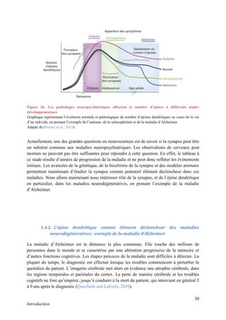 30
Introduction
Actuellement, une des grandes questions en neurosciences est de savoir si la synapse peut être
un substrat commun aux maladies neuropsychiatriques. Les observations de cerveaux post
mortem ne peuvent pas être suffisantes pour répondre à cette question. En effet, le tableau à
ce stade résulte d’années de progression de la maladie et ne peut donc refléter les événements
initiaux. Les avancées de la génétique, de la biochimie de la synapse et des modèles animaux
permettent maintenant d’étudier la synapse comme potentiel élément déclencheur dans ces
maladies. Nous allons maintenant nous intéresser rôle de la synapse, et de l’épine dendritique
en particulier, dans les maladies neurodégénératives, en prenant l’exemple de la maladie
d’Alzheimer.
(Anderton et al., 1998)(Einstein et al., 1994)(Swann et al., 2000)(Ferrer and Gullotta, 1990)(Takashima et al., 1981)(Kaufmann and Moser,
2000)(Hutsler and Zhang, 2010)(Hinton et al., 1991)(Irwin et al., 2001)(Cotter et al., 2002)(Ferrante et al., 1991)(Higashi et al., 1993)(Patt
and Gerhard, 1993)(Catalá et al., 1988)(Ferrer, 1999)(Glantz and Lewis, 2000)(Sweet et al., 2009)
1.4.2. L’épine dendritique comme élément déclencheur des maladies
neurodégénératives : exemple de la maladie d’Alzheimer
La maladie d’Alzheimer est la démence la plus commune. Elle touche des millions de
personnes dans le monde et se caractérise par une altération progressive de la mémoire et
d’autres fonctions cognitives. Les étapes précoces de la maladie sont difficiles à détecter. La
plupart du temps, le diagnostic est effectué lorsque les troubles commencent à perturber le
quotidien du patient. L’imagerie cérébrale met alors en évidence une atrophie cérébrale, dans
les régions temporales et pariétales du cortex. La perte de matière cérébrale et les troubles
cognitifs ne font qu’empirer, jusqu’à conduire à la mort du patient, qui intervient en général 3
à 9 ans après le diagnostic (Querfurth and LaFerla, 2010).
Figure 16. Les pathologies neuropsychiatriques affectent le nombre d’épines à différents stades
développementaux
Graphique représentant l’évolution normale et pathologique du nombre d’épines dendritiques au cours de la vie
d’un individu, en prenant l’exemple de l’autisme, de la schizophrénie et de la maladie d’Alzheimer.
Adapté de (Penzes et al., 2011).
 
