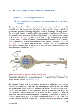 34
Introduction
2. ESCRT-III : une machinerie de déformation membranaire
2.1. Déformation et remodelage membranaire
2.1.1. Le remodelage des membranes est indispensable à la physiologie
neuronale
La forme d’une cellule conditionne sa fonction. Cette relation structure/fonction se vérifie
particulièrement chez les organismes pluricellulaires, dans lesquels les cellules se spécialisent
et acquièrent des caractéristiques morphologiques propres au tissu auquel elles appartiennent.
Un exemple très frappant est celui des cellules neuronales, dans lesquelles les ramifications et
la polarisation vont permettre respectivement l’intégration et la transmission du message
nerveux (Figure 1 et Figure 19). Nous avons pu observer cette spécialisation de la surface
neuronale jusqu’à l’extrémité des dendrites, où la membrane plasmique se courbe localement,
pour donner naissance aux compartiments isolés que sont les épines dendritiques (Figure 4A
et Figure 20). La relation structure/fonction s’applique aussi aux compartiments
intracellulaires. Les organites présentent des invaginations et des replis membranaires qui
vont conditionner leur fonction (Figure 19).
La membrane limitante de la cellule, comme celle de ses organelles est formée par une
bicouche de phospholipides. Les bicouches lipidiques se comportent comme des fluides
viscoélastiques. De manière isolée, elles ont tendance à conserver une courbure préférentielle,
dite de repos, éventuellement nulle (membranes planes). L’observation des cellules en
microscopie électronique permet de voir que les membranes peuvent présenter des courbures
prononcées. La reconstruction tridimensionnelle d’un segment de dendrite met en évidence le
degré de courbure membranaire au niveau des épines dendritiques (Figure 20). Il est évident
que les contraintes physiques exercées sur la membrane plasmique au niveau de l’épine
Figure 19. Déformation des membranes dans une cellule neuronale
Représentation schématique d’un neurone mettant en évidence sa morphologie et l’organisation de ses
compartiments intracellulaires. RE : réticulum endoplasmique ; REL : RE lisse ; REG : RE granuleux ; VS :
vésicule synaptique. Adapté de (Blackstone et al., 2011).
 