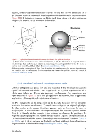 36
Introduction
négative, car la surface membranaire cytosolique est concave dans les deux dimensions. En ce
qui concerne le cou, la courbure est négative perpendiculairement et nulle longitudinalement
(Figure 21B). Il faut noter, à nouveau, que l’épine dendritique est une protrusion relativement
complexe, du point de vue de la courbure membranaire.
2.1.3. Grands mécanismes de remodelage membranaire
Le but de cette partie n’est pas de faire une liste exhaustive de tous les acteurs moléculaires
capables de courber les membranes, mais d’appréhender les 5 grands moyens utilisés par la
cellule pour induire ou détecter des courbures membranaires. Ces mécanismes sont
représentés dans la Figure 22. Ils ne sont pas spécifiques des neurones, mais s’appliquent à
tous les types cellulaires et tous les substrats membranaires.
1 : Des changements de la composition de la bicouche lipidique peuvent influencer
localement la courbure membranaire. L’encombrement stérique et les propriétés physiques
des têtes polaires et des queues aliphatiques peuvent varier en fonction de la classe de
phospholipide. Un enchainement de certains phospholipides peut créer une asymétrie entre les
faces de la bicouche et donc conduire à une courbure membranaire. La position et les
propriétés des phospholipides sont régulées par des enzymes (flipases, sphingomyélinases...).
Ces inhomogénéités peuvent suffire à faire bourgeonner la membrane localement (Bacia et
al., 2005), mais il est peu probable que les lipides suffisent à déformer la membrane sur de
longues distances et de manière stable (Zimmerberg and Kozlov, 2006)
Figure 21. Topologies de courbure membranaire : exemple d’une épine dendritique
(A) Représentation schématique d’une surface membranaire en 3D. La déformation en un point donné est
caractérisée par deux courbures (c1 et c2) dont les valeurs respectives correspondent à l’inverse des rayons de
courbure en ce point (1/R1 et 1/R2). Adapté de (Zimmerberg and Kozlov, 2006).
(B) Représentation tridimensionnelle d’une épine dendritique de type champignon. La courbure d’une épine est
très complexe avec un enchainement de courbures négatives (concaves) et positives (convexes). Adapté de
(McMahon and Gallop, 2005).
 