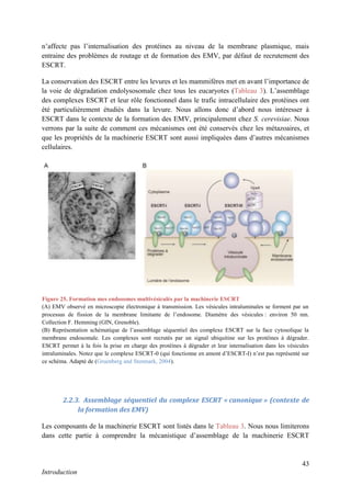43
Introduction
n’affecte pas l’internalisation des protéines au niveau de la membrane plasmique, mais
entraine des problèmes de routage et de formation des EMV, par défaut de recrutement des
ESCRT.
La conservation des ESCRT entre les levures et les mammifères met en avant l’importance de
la voie de dégradation endolysosomale chez tous les eucaryotes (Tableau 3). L’assemblage
des complexes ESCRT et leur rôle fonctionnel dans le trafic intracellulaire des protéines ont
été particulièrement étudiés dans la levure. Nous allons donc d’abord nous intéresser à
ESCRT dans le contexte de la formation des EMV, principalement chez S. cerevisiae. Nous
verrons par la suite de comment ces mécanismes ont été conservés chez les métazoaires, et
que les propriétés de la machinerie ESCRT sont aussi impliquées dans d’autres mécanismes
cellulaires.
2.2.3. Assemblage séquentiel du complexe ESCRT « canonique » (contexte de
la formation des EMV)
Les composants de la machinerie ESCRT sont listés dans le Tableau 3. Nous nous limiterons
dans cette partie à comprendre la mécanistique d’assemblage de la machinerie ESCRT
Figure 25. Formation mes endosomes multivésiculés par la machinerie ESCRT
(A) EMV observé en microscopie électronique à transmission. Les vésicules intraluminales se forment par un
processus de fission de la membrane limitante de l’endosome. Diamètre des vésicules : environ 50 nm.
Collection F. Hemming (GIN, Grenoble).
(B) Représentation schématique de l’assemblage séquentiel des complexe ESCRT sur la face cytosolique la
membrane endosomale. Les complexes sont recrutés par un signal ubiquitine sur les protéines à dégrader.
ESCRT permet à la fois la prise en charge des protéines à dégrader et leur internalisation dans les vésicules
intraluminales. Notez que le complexe ESCRT-0 (qui fonctionne en amont d’ESCRT-I) n’est pas représenté sur
ce schéma. Adapté de (Gruenberg and Stenmark, 2004).
 