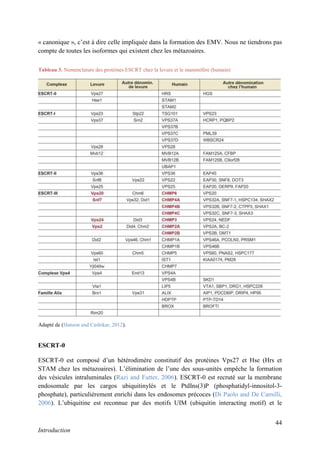 44
Introduction
« canonique », c’est à dire celle impliquée dans la formation des EMV. Nous ne tiendrons pas
compte de toutes les isoformes qui existent chez les métazoaires.
ESCRT-0
ESCRT-0 est composé d’un hétérodimère constitutif des protéines Vps27 et Hse (Hrs et
STAM chez les métazoaires). L’élimination de l’une des sous-unités empêche la formation
des vésicules intraluminales (Razi and Futter, 2006). ESCRT-0 est recruté sur la membrane
endosomale par les cargos ubiquitinylés et le PtdIns(3)P (phosphatidyl-innositol-3-
phosphate), particulièrement enrichi dans les endosomes précoces (Di Paolo and De Camilli,
2006). L’ubiquitine est reconnue par des motifs UIM (ubiquitin interacting motif) et le
Tableau 3. Nomenclature des protéines ESCRT chez la levure et le mammifère (humain)
Adapté de (Hanson and Cashikar, 2012).
 