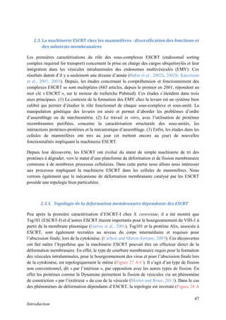 47
Introduction
2.3. La machinerie ESCRT chez les mammifères : diversification des fonctions et
des substrats membranaires
Les premières caractérisations du rôle des sous-complexes ESCRT (endosomal sorting
complex required for transport) concernent la prise en charge des cargos ubiquitinylés et leur
intégration dans les vésicules intraluminales des endosomes multivésiculés (EMV). Ces
résultats datent d’il y a seulement une dizaine d’année (Babst et al., 2002a, 2002b; Katzmann
et al., 2001, 2003). Depuis, les études concernant la compréhension et fonctionnement des
complexes ESCRT se sont multipliées (685 articles, depuis le premier en 2001, répondent au
mot clé « ESCRT », sur le moteur de recherche Pubmed). Ces études s’étendent dans trois
axes principaux. (1) Le contexte de la formation des EMV chez la levure est un système bien
calibré qui permet d’étudier le rôle fonctionnel de chaque sous-complexe et sous-unité. La
manipulation génétique des levures est aisée et permet d’aborder les problèmes d’ordre
d’assemblage ou de stœchiométrie. (2) Le travail in vitro, avec l’utilisation de protéines
recombinantes purifiées, concerne la caractérisation structurale des sous-unités, les
interactions protéines-protéines et la mécanistique d’assemblage. (3) Enfin, les études dans les
cellules de mammifères ont mis au jour (et mettent encore au jour) de nouvelles
fonctionnalités impliquant la machinerie ESCRT.
Depuis leur découverte, les ESCRT ont évolué du statut de simple machinerie de tri des
protéines à dégrader, vers le statut d’une plateforme de déformation et de fission membranaire
commune à de nombreux processus cellulaires. Dans cette partie nous allons nous intéresser
aux processus impliquant la machinerie ESCRT dans les cellules de mammifères. Nous
verrons également que le mécanisme de déformation membranaire catalysé par les ESCRT
possède une topologie bien particulière.
2.3.1. Topologie de la déformation membranaire dépendante des ESCRT
Peu après la première caractérisation d’ESCRT-I chez S. cerevisiae, il a été montré que
Tsg101 (ESCRT-I) et d’autres ESCRT étaient importants pour le bourgeonnement du VIH-1 à
partir de la membrane plasmique (Garrus et al., 2001). Tsg101 et la protéine Alix, associée à
ESCRT, sont également recrutées au niveau du corps intermédiaire et requises pour
l’abscission finale, lors de la cytokinèse. (Carlton and Martin-Serrano, 2007). Ces découvertes
ont fait naître l’hypothèse que la machinerie ESCRT pouvait être un effecteur direct de la
déformation membranaire. En effet, le type de courbure membranaire requis pour la formation
des vésicules intraluminales, pour le bourgeonnement des virus et pour l’abscission finale lors
de la cytokinèse, est topologiquement le même (Figure 27 A-C). Il s’agit d’un type de fission
non conventionnel, dit « par l’intérieur », par opposition avec les autres types de fission. En
effet les protéines comme la Dynamine permettent la fission de vésicules via un phénomène
de constriction « par l’extérieur » du cou de la vésicule (Morlot and Roux, 2013). Dans le cas
des phénomènes de déformation dépendants d’ESCRT, la topologie est inversée (Figure 28 A
 