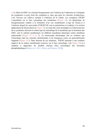 48
Introduction
et B). Dans les EMV, les vésicules bourgeonnent vers l’intérieur de l’endosome en s’éloignant
du cytoplasme (« away from the cytoplasm »), alors que pour les vésicules d’endocytose,
c’est l’inverse car celles-ci rentrent à l’intérieur de la cellule. Les complexes ESCRT
s’assemblent sur la face cytosolique des membranes (Figure 24). Un phénomène de
bourgeonnement conduit à la formation d’un cou membranaire (« tige de fission ») à
l’intérieur duquel les sous-unités d’ESCRT-III vont se polymériser et conduire à la scission
(phénomène de fission décrit en Figure 23). La sortie des virus enveloppés ou l’abscission lors
de la cytokinèse nécessite le même type de remodelage de la membrane que la formation des
EMV, seul le substrat membranaire est différent (membrane plasmique contre membrane
endosomale) (Figure 27 A et B). La microscopie électronique met en évidence que
l’homologie entre les vésicules intraluminales et les bourgeons viraux est particulièrement
frappante (Figure 27C). Dans chacune de ces situations, ESCRT participe à une courbure
négative de la surface membranaire (concave sur la face cytosolique, voir Figure 21) et à
tendance à rapprocher les feuillets internes (face cytosolique) des bicouches
phospholipidiques (Henne et al., 2011; Hurley and Hanson, 2010).
 