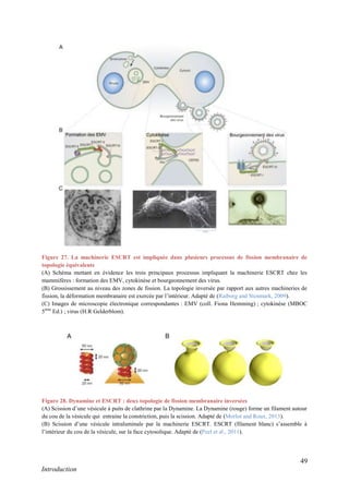 49
Introduction
Figure 27. La machinerie ESCRT est impliquée dans plusieurs processus de fission membranaire de
topologie équivalente
(A) Schéma mettant en évidence les trois principaux processus impliquant la machinerie ESCRT chez les
mammifères : formation des EMV, cytokinèse et bourgeonnement des virus.
(B) Grossissement au niveau des zones de fission. La topologie inversée par rapport aux autres machineries de
fission, la déformation membranaire est exercée par l’intérieur. Adapté de (Raiborg and Stenmark, 2009).
(C) Images de microscopie électronique correspondantes : EMV (coll. Fiona Hemming) ; cytokinèse (MBOC
5ème
Ed.) ; virus (H.R Gelderblom).
Figure 28. Dynamine et ESCRT : deux topologie de fission membranaire inversées
(A) Scission d’une vésicule à puits de clathrine par la Dynamine. La Dynamine (rouge) forme un filament autour
du cou de la vésicule qui entraine la constriction, puis la scission. Adapté de (Morlot and Roux, 2013).
(B) Scission d’une vésicule intraluminale par la machinerie ESCRT. ESCRT (filament blanc) s’assemble à
l’intérieur du cou de la vésicule, sur la face cytosolique. Adapté de (Peel et al., 2011).
 