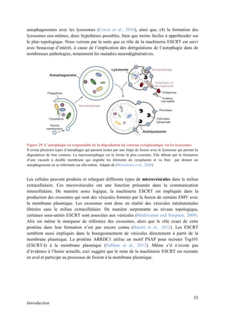 53
Introduction
autophagosomes avec les lysosomes (Urwin et al., 2010), ainsi que, (4) la formation des
lysosomes eux-mêmes, deux hypothèses possibles, bien que moins faciles à appréhender sur
le plan topologique. Nous verrons par la suite que ce rôle de la machinerie ESCRT est suivi
avec beaucoup d’intérêt, à cause de l’implication des dérégulations de l’autophagie dans de
nombreuses pathologies, notamment les maladies neurodégénératives.
Les cellules peuvent produire et relarguer différents types de microvésicules dans le milieu
extracellulaire. Ces microvésicules ont une fonction présumée dans la communication
intercellulaire. De manière assez logique, la machinerie ESCRT est impliquée dans la
production des exosomes qui sont des vésicules formées par la fusion de certains EMV avec
la membrane plasmique. Les exosomes sont donc en réalité des vésicules intraluminales
libérées sans le milieu extracellulaire. De manière surprenante au niveau topologique,
certaines sous-unités ESCRT sont associées aux vésicules (Mathivanan and Simpson, 2009).
Alix est même le marqueur de référence des exosomes, alors que le rôle exact de cette
protéine dans leur formation n’est pas encore connu (Baietti et al., 2012). Les ESCRT
semblent aussi impliqués dans le bourgeonnement de vésicules directement à partir de la
membrane plasmique. La protéine ARRDC1 utilise un motif PSAP pour recruter Tsg101
(ESCRT-I) à la membrane plasmique (Nabhan et al., 2012). Même s’il n’existe pas
d’évidence à l’heure actuelle, ceci suggère que le reste de la machinerie ESCRT est recrutée
en aval et participe au processus de fission à la membrane plasmique.
Figure 29. L’autophagie est responsable de la dégradation du contenu cytoplasmique via les lysosomes
Il existe plusieurs types d’autophagie qui passent toutes par une étape de fusion avec le lysosome qui permet la
dégradation de leur contenu. La macroautophagie est la forme la plus courante. Elle débute par la formation
d’une vacuole à double membrane qui englobe les éléments du cytoplasme et va finir par donner un
autophagosome en se refermant sur elle-même. Adapté de (Mizushima et al., 2008)
 