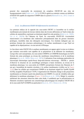 57
Introduction
pourrait être responsable du recrutement du complexe ESCRT-III aux sites de
bourgeonnement viral (Fisher et al., 2007). CC2D1A agirait au contraire comme un inhibiteur
d’ESCRT-III capable de séquestrer CHMP4 dans le cytosol (Martinelli et al., 2012; Usami et
al., 2012).
2.4.2. Les filaments ESCRT-III déforment les membranes
Les premiers indices de la capacité des sous-unités ESCRT à s’assembler sur la surface
membranaire proviennent de travaux réalisés dans des levures déficientes en Vps4 et dans des
cellules de mammifères exprimant un dominant négatif de cette protéine (Babst et al., 2002b;
Lin et al., 2005b). En l’absence de Vps4, les sous-unités ESCRT-III s’accumulent
massivement à la membrane (des endosomes principalement) dans de grosses structures
protéiques, insolubles dans des détergents non-ioniques. Ces résultats indiquent que ces
protéines forment des structures polymériques à la surface membranaire et que Vps4 est
capable de les dépolymériser, via son activité ATPasique.
Le lien direct entre ESCRT-III et courbure membranaire est apparu après la mise en évidence
que certaines sous-unités sont capables de se polymériser et de déformer les membranes.
Lorsqu’elles sont surexprimées, les sous-unités CHMP4A et CHMP4B (homologues de Snf7)
forment des amas protéiques au niveau des membranes intracellulaires et de la membrane
plasmique (Lin et al., 2005b; Shim et al., 2007). L’utilisation d’une technique particulière de
microscopie électronique (quick-freeze deep-etch electron microscopy : DEEM) a permis
d’observer la structure de ces assemblages protéiques à haute résolution, au niveau de la
membrane plasmique. Les sous-unités de CHMP4 surexprimées forment des filaments de 5
nm qui s’assemblent de manière circulaire, à la surface membranaire (visibles sur la Figure
31A). Dans les cellules qui coexpriment CHMP4 et un dominant négatif de Vps4B (Vps4B
E235Q, incapable d’hydrolyser l’ATP), l’organisation des filaments change et des projections
membranaires se forment à partir des plateformes de CHMP4. Ce sont de véritables tubes qui
déforment la membrane plasmique (Figure 31A) (Hanson et al., 2008). Malgré le caractère
artéfactuel des structures observées dans cette étude, il semblerait que la polymérisation en
filaments circulaires représente une caractéristique physiologique du complexe ESCRT-III et
de la sous-unité Snf7 (CHMP4) en particulier (Elia et al., 2011; Henne et al., 2012).
 