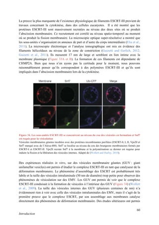 60
Introduction
La preuve la plus marquante de l’existence physiologique de filaments ESCRT-III provient de
travaux concernant la cytokinèse, dans des cellules eucaryotes. Il a été montré que les
protéines ESCRT-III sont massivement recrutées au niveau des deux sites où se produit
l’abscission membranaire. Ce recrutement est corrélé au niveau spatio-temporel au moment
où se produit la fission membranaire. La microscopie optique super-résolutive a montré que
les sous-unités s’organisaient en anneaux de part et d’autre du corps intermédiaire (Elia et al.,
2011). La microscopie électronique et l’analyse tomographique ont mis en évidence des
filaments hélicoïdaux au niveau de la zone de constriction (Guizetti and Gerlich, 2012;
Guizetti et al., 2011). Ils mesurent 17 nm de large et semblent en lien intime avec la
membrane plasmique (Figure 33A et B). La formation de ces filaments est dépendante de
CHMP2A. Bien que nous n’en ayons pas la certitude pour le moment, nous pouvons
raisonnablement penser qu’ils correspondent à des polymères ESCRT-III et qu’ils sont
impliqués dans l’abscission membranaire lors de la cytokinèse.
Des expériences réalisées in vitro, sur des vésicules membranaire géantes (GUV : giant
unilamellar vesicles) ont permis d’étudier le complexe ESCRT-III en tant que catalyseur de la
déformation membranaire. Le phénomène d’assemblage des ESCRT est probablement très
labile et la taille des vésicules intraluminale (50 nm de diamètre) trop petite pour observer des
phénomènes de vésiculation sur des EMV. Les GUV ont permis de voir que le complexe
ESCRT-III conduisait à la formation de vésicules à l’intérieur des GUV (Figure 34) (Wollert
et al., 2009). La taille des vésicules internes des GUV (plusieurs centaines de nm) n’a
évidemment rien à voir avec celle des vésicules intraluminales des EMV, mais il s’agit de la
première preuve que le complexe ESCRT, par son assemblage aux membranes catalyse
directement des phénomènes de déformation membranaire. Des études ultérieures ont permis
Figure 34. Les sous-unités ESCRT-III se concentrent au niveau du cou des vésicules en formation et Snf7
est requis pour la vésiculation
Vésicules membranaires géantes incubées avec des protéines recombinantes purifiées (ESCRT-0, I, II, Vps20 et
Snf7 marqué avec de l’Alexa-488). Snf7 se localise au niveau du cou des bourgeons membranaires formés par
ESCRT-I et ESCRT-II. Vps20 recrute Snf7 à la membrane et la polymérisation ce dernier est requise pour
induire la fission et la libération des vésicules internes. Adapté de (Wollert and Hurley, 2010).
 