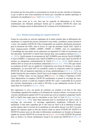 61
Introduction
de montrer que les sous-unités se concentraient au niveau du cou des vésicules en formation,
ce qui va dans le sens d’une machinerie de fission qui s’assemble de manière spécifique et
transitoire à la membrane (Figure 34) (Wollert and Hurley, 2010).
Comme nous avons pu le voir, bien que les capacités de déformation et de fission
membranaires des filaments protéiques formés par le complexe ESCRT-III soient une
évidence, il manque encore la démonstration de l’existence d’un tel phénomène in vivo.
2.4.3. Modèles d’assemblage du complexe ESCRT-III
Toutes les sous-unités ne sont pas impliquées de la même manière dans la déformation des
membranes. La majorité des travaux concernent 4 sous-unités, considérées comme formant le
« cœur » du complexe ESCRT-III. Elles correspondent aux protéines absolument nécessaires
pour la formation des EMV, chez la levure. Il s’agit des protéines Vps20, Snf7, Vps24 et
Vps2 (respectivement CHMP6, CHMP4, CHMP3 et CHMP2, chez les mammifères).
L’assemblage des sous-unités sur les endosomes est séquentiel et l’ordre de recrutement a pu
être déterminé. Vps20-Snf7 et Vps24-Vps2 forment deux sous-complexes distincts (Babst et
al., 2002b). Vps20 entraine le recrutement de Snf7 (CHMP4), puis arrivent Vps24 (CHMP3)
et Vps2 (CHMP2). L’interaction entre Vps20 (CHMP6) et la sous unité Vps25 de ESCRT-II
entraine un changement conformationnel de Vps20 (Teis et al., 2010). Vps20 recrute et
stabilise Snf7 au niveau de la membrane endosomale (Saksena et al., 2009). Elle agit comme
un nucléateur de Snf7, qui est capable de s’oligomériser sous forme de filament, à la surface
membranaire. La sous-unité Snf7 est considérée comme le composant central du complexe
ESCRT-III. Elle est largement majoritaire au niveau stœchiométrique (Teis et al., 2008). La
double fonction du sous-complexe Vps24-Vps2 est de stopper la polymérisation de Snf7 et de
recruter l’ATPase Vps4, via leur domaine MIM (Figure 35). Grâce à l’hydrolyse d’ATP,
Vps4 dépolymérise le complexe ESCRT-III membranaire et permet le recyclage des sous-
unités dans le cytosol. La taille du complexe ESCRT-III « cœur » responsable de la scission
des vésicules intraluminales a été estimé à 450 kDa, ce qui impliquerait environ 20 sous-
unités dont 10-15 de Snf7 (Teis et al., 2008).
Des expériences in vitro, ont permis de confirmer ces résultats et de faire le lien entre
l’assemblage séquentiel du complexe et la formation de vésicules internes. Les travaux sur les
vésicules membranaires géantes (GUV) ont montré que seul un complexe comprenant Vps20,
Snf7 et Vps24 était requis pour la vésiculation et pas Vps2 ni Vps4 (Wollert and Hurley,
2010; Wollert et al., 2009). Vps2 étant nécessaire pour le recrutement de Vps4 et donc le
recyclage des sous-unités. Le recyclage augmenterait simplement l’efficacité de la
machinerie. Il faut noter cependant que le rôle exact de Vps4 et de la libération d’énergie
qu’elle catalyse dans la scission de la membrane est elle-même discuté. Les GUV ont aussi
apporté des réponses quant au rôle des facteurs situés en amont d’ESCRT-III. ESCRT-I et
ESCRT-II auraient aussi un rôle dans la déformation membranaire en formant un bourgeon
capable de recruter ESCRT-III au niveau du cou (Figure 34). Le rôle d’ESCRT-III pourrait
donc se limiter à la fission membranaire lorsqu’il est recruté par ESCRT-II (Wollert and
 