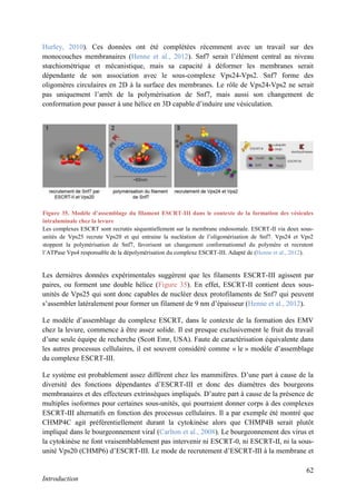 62
Introduction
Hurley, 2010). Ces données ont été complétées récemment avec un travail sur des
monocouches membranaires (Henne et al., 2012). Snf7 serait l’élément central au niveau
stœchiométrique et mécanistique, mais sa capacité à déformer les membranes serait
dépendante de son association avec le sous-complexe Vps24-Vps2. Snf7 forme des
oligomères circulaires en 2D à la surface des membranes. Le rôle de Vps24-Vps2 ne serait
pas uniquement l’arrêt de la polymérisation de Snf7, mais aussi son changement de
conformation pour passer à une hélice en 3D capable d’induire une vésiculation.
Les dernières données expérimentales suggèrent que les filaments ESCRT-III agissent par
paires, ou forment une double hélice (Figure 35). En effet, ESCRT-II contient deux sous-
unités de Vps25 qui sont donc capables de nucléer deux protofilaments de Snf7 qui peuvent
s’assembler latéralement pour former un filament de 9 nm d’épaisseur (Henne et al., 2012).
Le modèle d’assemblage du complexe ESCRT, dans le contexte de la formation des EMV
chez la levure, commence à être assez solide. Il est presque exclusivement le fruit du travail
d’une seule équipe de recherche (Scott Emr, USA). Faute de caractérisation équivalente dans
les autres processus cellulaires, il est souvent considéré comme « le » modèle d’assemblage
du complexe ESCRT-III.
Le système est probablement assez différent chez les mammifères. D’une part à cause de la
diversité des fonctions dépendantes d’ESCRT-III et donc des diamètres des bourgeons
membranaires et des effecteurs extrinsèques impliqués. D’autre part à cause de la présence de
multiples isoformes pour certaines sous-unités, qui pourraient donner corps à des complexes
ESCRT-III alternatifs en fonction des processus cellulaires. Il a par exemple été montré que
CHMP4C agit préférentiellement durant la cytokinèse alors que CHMP4B serait plutôt
impliqué dans le bourgeonnement viral (Carlton et al., 2008). Le bourgeonnement des virus et
la cytokinèse ne font vraisemblablement pas intervenir ni ESCRT-0, ni ESCRT-II, ni la sous-
unité Vps20 (CHMP6) d’ESCRT-III. Le mode de recrutement d’ESCRT-III à la membrane et
Figure 35. Modèle d’assemblage du filament ESCRT-III dans le contexte de la formation des vésicules
intraluminale chez la levure
Les complexes ESCRT sont recrutés séquentiellement sur la membrane endosomale. ESCRT-II via deux sous-
unités de Vps25 recrute Vps20 et qui entraine la nucléation de l’oligomérisation de Snf7. Vps24 et Vps2
stoppent la polymérisation de Snf7, favorisent un changement conformationnel du polymère et recrutent
l’ATPase Vps4 responsable de la dépolymérisation du complexe ESCRT-III. Adapté de (Henne et al., 2012).
 