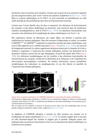 72
Introduction
été décrites chez les porteurs de la mutation. D’autre part, la perte de tissu neuronal n’apparait
que très progressivement, juste avant l’arrivée des premiers symptômes (Rohrer et al., 2009).
Dans le contexte pathologique de la FTD-3, la mort neuronale est probablement un effet
tardif, précédé par des perturbations plus fines du fonctionnement neuronal.
Comme nous l’avons détaillé, plus tôt dans ce manuscrit, des altérations du fonctionnement
des synapses, et des épines dendritiques en particulier, sont retrouvées dans de nombreuses
maladies neurodégénératives, dont la FTD (Ferrer, 1999). Ces altérations fonctionnelles sont
associées à des altérations de la morphologie des épines dendritiques (voir Partie 1.4).
Des expériences menées au laboratoire, par Agnès Belly, ont cherché à exprimer plus
modérément les mutants pathogènes. Dans des neurones d’hippocampe en culture, les mutants
CHMP2Bintron5
et CHMP2BΔ10
empêchent la maturation normale des épines dendritiques, sans
avoir d’effet apparent sur la viabilité neuronale (Figure 38A) (Belly et al., 2010). Au cours du
développement neuronal, les épines apparaissent progressivement puis le diamètre de la tête a
tendance à augmenter. L’expression des mutants pathogènes entraine une diminution de la
proportion d’épines à grosse tête de type champignon, au profit des épines dites fines (Figure
38B). Ces altérations morphologiques ont été corrélées à des altérations fonctionnelles du
fonctionnement des synapses, révélée par la diminution de la fréquence et de l’amplitude des
mini-courants postsynaptiques excitateurs. De manière intéressante, aucune perturbation
morphologique des endosomes ou autophagosomes n’a pu être détecté en parallèle de
l’expression des mutants pathogènes.
La déplétion en CHMP2B endogène a entrainé un effet similaire aux mutants sur la
morphologie des épines dendritiques (Belly et al., 2010). Ce résultat suggère donc à nouveau
un effet dominant-négatif des mutants et suggère que la protéine endogène puisse être
impliquée dans un processus fonctionnel en lien avec la maturation des épines dendritiques ou
la plasticité des synapses.
Figure 38. Les mutants pathogènes de CHMP2B empêchent la maturation des épines dendritiques
(A) Neurones d’hippocampes transfectés à 10 DIV avec les constructions indiques et observés en microscopie
confocale, après fixation à 15 DIV. L’architecture des dendrites et des épines dendritiques est reconstituée grâ ce
à la fluorescence de la mCherry.
(B) Les épines ont été comptées et classées en fonction de leur taille et de leur morphologie dans les trois
grandes catégories (mushroom, stubby et thin). Adapté de (Belly et al., 2010).
 
