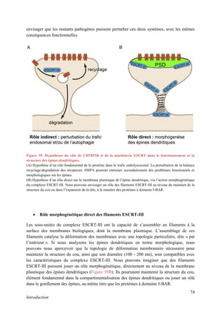74
Introduction
envisager que les mutants pathogènes puissent perturber ces deux systèmes, avec les mêmes
conséquences fonctionnelles.
 Rôle morphogénétique direct des filaments ESCRT-III
Les sous-unités du complexe ESCRT-III ont la capacité de s’assembler en filaments à la
surface des membranes biologiques, dont la membrane plasmique. L’assemblage de ces
filaments catalyse la déformation des membranes avec une topologie particulière, dite « par
l’intérieur ». Si nous analysons les épines dendritiques en terme morphologique, nous
pouvons nous apercevoir que la topologie de déformation membranaire nécessaire pour
maintenir la structure du cou, ainsi que son diamètre (100 - 200 nm), sont compatibles avec
les caractéristiques du complexe ESCRT-III. Nous pouvons imaginer que des filaments
ESCRT-III puissent jouer un rôle morphogénétique, directement au niveau de la membrane
plasmique des épines dendritiques (Figure 39B). Ils pourraient maintenir la structure du cou,
élément fondamental dans la compartimentalisation des épines dendritiques ou jouer un rôle
dans le gonflement des épines, au même titre que les protéines à domaine I-BAR.
Figure 39. Hypothèses du rôle de CHMP2B et de la machinerie ESCRT dans le fonctionnement et la
structure des épines dendritiques.
(A) Hypothèse d’un rôle fondamental de la protéine dans le trafic endolysosomal. La perturbation de la balance
recyclage/dégradation des récepteurs AMPA pourrait entrainer secondairement des problèmes fonctionnels et
morphologiques sur les épines.
(B) Hypothèse d’un rôle direct sur la membrane plasmique de l’épine dendritique, via l’action morphogénétique
du complexe ESCRT-III. Nous pouvons envisager un rôle des filaments ESCRT-III au niveau du maintien de la
structure du cou ou dans l’expansion de la tête, à la manière des protéines à domaine I-BAR.
 
