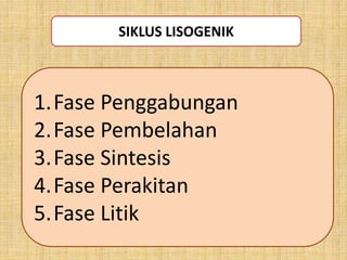 1.Fase Penggabungan
2.Fase Pembelahan
3.Fase Sintesis
4.Fase Perakitan
5.Fase Litik
SIKLUS LISOGENIK
 