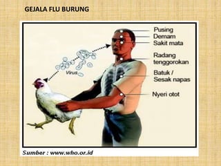 GEJALA FLU BURUNG
 