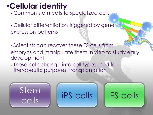What Is Cell Identity , Idents function – VLBLM
