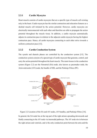 10
2.3.1 Cardio Myocytes
Heart muscle consists of cardio myocytes that are a specific type of muscle cell existing
only in the heart. Cardio myocyte has the similar contraction and relaxation features as a
skeletal muscle cell initiated by the action potential. However, cardio myocytes are
electrically interconnected with each other and therefore are able to propagate the action
potential throughout the muscle tissue. In addition, a cardio myocyte automatically
adjusts its contraction pace in relation to the adjacent cardio myocyte having the highest
contraction pace. Hence, all cardio myocytes connecting to each other strive towards a
uniform contraction pace [12].
2.3.2 Cardio Conduction System
The systole and diastole phases are controlled by the conduction system [13]. The
conduction system consists of a special type of cardio myocyte that generate, control, and
carry the action potential throughout the heart muscle. The main tissues in the conduction
system (Figure 2.2) are the Sinoatrial (SA) node, also known as pacemaker node, the
Atrioventricular (AV) node, the bundle of HIS, and the Purkinje Fibres (PF).
Figure 2.2 Location of the SA and AV nodes, AV bundles, and Purkinje Fibres [14].
In general, the SA node lies at the top part of the right atrium spreading downwards and
finally connecting to the AV node via internodal pathways. The AV node sits in between
the right atrium and ventricle, and is the only conduction point between the atria and the
 