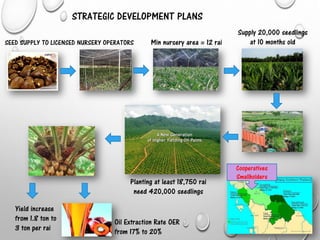 STRATEGIC DEVELOPMENT PLANS
SEED SUPPLY TO LICENSED NURSERY OPERATORS
Yield increase
from 1.8 ton to
3 ton per rai
Oil Extraction Rate OER
from 17% to 20%
Cooperatives
Smallholders
Min nursery area = 12 rai
Supply 20,000 seedlings
at 10 months old
Planting at least 18,750 rai
need 420,000 seedlings
 