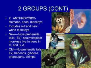AEB 302 (CHORDATES and VERTEBRATES for Animal and environmental biology ...