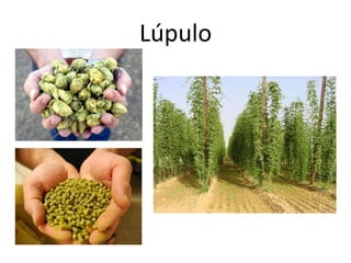 Lúpulo
 