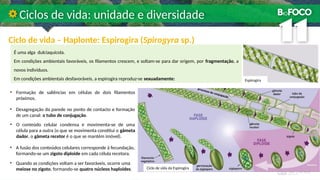 Ciclo de vida – Haplonte: Espirogira (Spirogyra sp.)
Ciclos de vida: unidade e diversidade
É uma alga dulciaquícola.
Em condições ambientais favoráveis, os filamentos crescem, e soltam-se para dar origem, por fragmentação, a
novos indivíduos.
Em condições ambientais desfavoráveis, a espirogira reproduz-se sexuadamente:
• Formação de saliências em células de dois filamentos
próximos.
• Desagregação da parede no ponto de contacto e formação
de um canal: o tubo de conjugação.
• A fusão dos conteúdos celulares corresponde à fecundação,
formando-se um zigoto diploide em cada célula recetora.
• O conteúdo celular condensa e movimenta-se de uma
célula para a outra (o que se movimenta constitui o gâmeta
dador, o gâmeta recetor é o que se mantém imóvel).
Espirogira
Ciclo de vida da Espirogira
• Quando as condições voltam a ser favoráveis, ocorre uma
meiose no zigoto, formando-se quatro núcleos haploides.
 