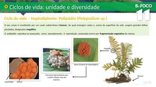 Ciclo de vida – Haplodiplonte: Polipódio (Polypodium sp.)
Ciclos de vida: unidade e diversidade
O seu corpo é constituído por um caule subterrâneo (rizoma), do qual emergem raízes e, acima da superfície do solo, surgem grandes folhas
pinuladas, designadas megáfilos.
O polipódio reproduz-se assexuada, como sexuadamente. A reprodução assexuada ocorre por fragmentação vegetativa do rizoma.
Megáfilo
Rizoma
Esporo
Esporângio
Soros (Grupos de esporângios)
Estruturas pluricelulares que
contém células mãe dos
esporos.
 