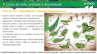 Ciclo de vida – Haplodiplonte: Polipódio (Polypodium sp.)
Ciclos de vida: unidade e diversidade
• Durante o processo reprodutivo, as células - mãe dos esporos
contidas nos esporângios sofrem meiose, originando esporos.
• Seguidamente, os esporângios rompem-se, libertando os esporos.
• Cada esporo, germina e origina uma estrutura fotossintética de
chamada protalo. O protalo é um gametófito que possui
anterídeos, que formam anterozoides, e arquegónios, que
formam oosferas.
• Os anterozoides nadam até aos arquegónios, nos quais se vão
fundir com as oosferas.
• Desta fecundação, dependente da água, resulta um zigoto diploide
que, por mitoses sucessivas, origina um esporófito de vida
independente (planta adulta).
O polipódio haplodiplonte, pois a meiose é pré-espórica, havendo alternância de gerações. A geração esporófita é mais desenvolvida que a gametófita.
 