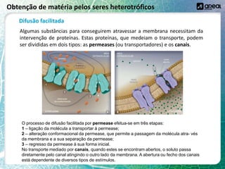 Obtenção de matéria pelos seres heterotróficos
Difusão facilitada
Algumas substâncias para conseguirem atravessar a membrana necessitam da
intervenção de proteínas. Estas proteínas, que medeiam o transporte, podem
ser divididas em dois tipos: as permeases (ou transportadores) e os canais.
O processo de difusão facilitada por permease efetua-se em três etapas:
1 – ligação da molécula a transportar à permease;
2 – alteração conformacional da permease, que permite a passagem da molécula atra- vés
da membrana e a sua separação da permease;
3 – regresso da permease à sua forma inicial.
No transporte mediado por canais, quando estes se encontram abertos, o soluto passa
diretamente pelo canal atingindo o outro lado da membrana. A abertura ou fecho dos canais
está dependente de diversos tipos de estímulos.
 
