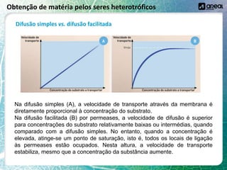 Obtenção de matéria pelos seres heterotróficos
Difusão simples vs. difusão facilitada
Na difusão simples (A), a velocidade de transporte através da membrana é
diretamente proporcional à concentração do substrato.
Na difusão facilitada (B) por permeases, a velocidade de difusão é superior
para concentrações do substrato relativamente baixas ou intermédias, quando
comparado com a difusão simples. No entanto, quando a concentração é
elevada, atinge-se um ponto de saturação, isto é, todos os locais de ligação
às permeases estão ocupados. Nesta altura, a velocidade de transporte
estabiliza, mesmo que a concentração da substância aumente.
 