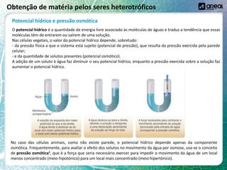Obtenção de matéria pelos seres heterotróficos
Potencial hídrico e pressão osmótica
O potencial hídrico é a quantidade de energia livre associado às moléculas de águas e traduz a tendência que essas
moléculas têm de entrarem ou saírem de uma solução.
Nas células vegetais, o valor do potencial hídrico depende, sobretudo:
- da pressão física a que o sistema está sujeito (potencial de pressão), que resulta da pressão exercida pela parede
celular;
- e da quantidade de solutos presentes (potencial osmótico).
A adição de um soluto à água faz diminuir o seu potencial hídrico, enquanto a pressão exercida sobre a solução faz
aumentar o potencial hídrico.
No caso das células animais, como não existe parede, o potencial hídrico depende apenas da componente
osmótica. Frequentemente, para avaliar o efeito dos solutos no movimento da água por osmose, usa-se o conceito
de pressão osmótica1, que é a força que seria necessário exercer para impedir o movimento da água de um local
menos concentrado (meio hipotónico) para um local mais concentrado (meio hipertónico).
 