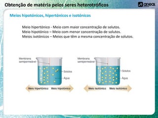 Obtenção de matéria pelos seres heterotróficos
Meios hipotónicos, hipertónicos e isotónicos
Meio hipertónico - Meio com maior concentração de solutos.
Meio hipotónico – Meio com menor concentração de solutos.
Meios isotónicos – Meios que têm a mesma concentração de solutos.
 