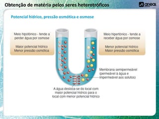 Obtenção de matéria pelos seres heterotróficos
Potencial hídrico, pressão osmótica e osmose
 