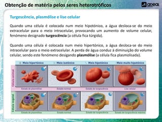 Obtenção de matéria pelos seres heterotróficos
Turgescência, plasmólise e lise celular
Quando uma célula é colocada num meio hipotónico, a água desloca-se do meio
extracelular para o meio intracelular, provocando um aumento de volume celular,
fenómeno designado turgescência (a célula fica túrgida).
Quando uma célula é colocada num meio hipertónico, a água desloca-se do meio
intracelular para o meio extracelular. A perda de água conduz à diminuição do volume
celular, sendo este fenómeno desigando plasmólise (a célula fica plasmolisada).
 